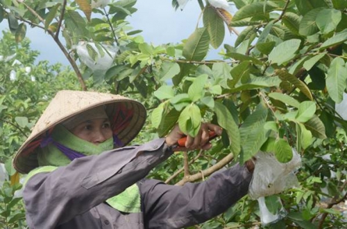 Hiệu quả tín dụng chính sách tại vùng mỏ Quảng Ninh