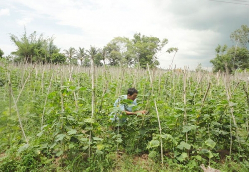 NHCSXH tích cực giúp hộ cận nghèo trên địa bàn Bạc Liêu thoát nghèo bền vững