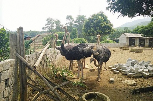 Vốn vay ưu đãi giúp thoát nghèo ở xứ Thanh Vốn vay ưu đãi giúp thoát nghèo ở xứ Thanh