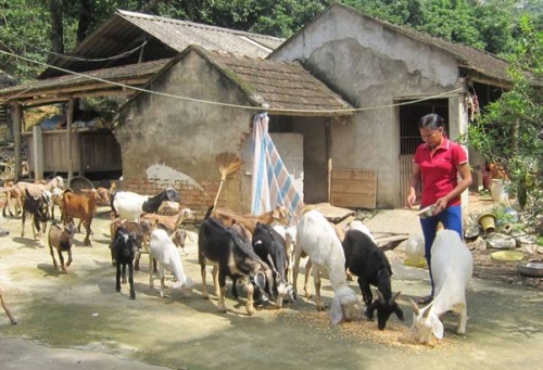 Vốn vay ưu đãi giúp thoát nghèo ở xứ Thanh Vốn vay ưu đãi giúp thoát nghèo ở xứ Thanh