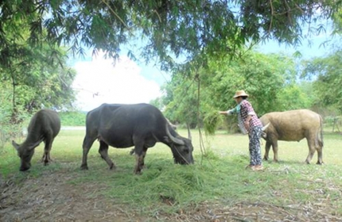 Vốn vay ưu đãi giúp thoát nghèo ở xứ Thanh Vốn vay ưu đãi giúp thoát nghèo ở xứ Thanh