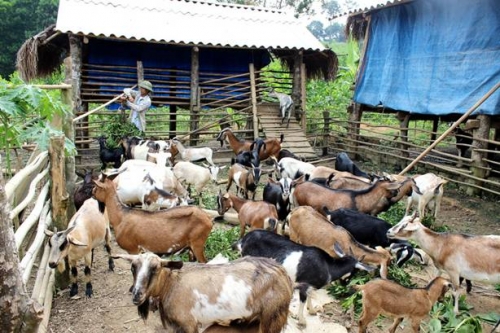 Vốn vay ưu đãi giúp thoát nghèo ở xứ Thanh Vốn vay ưu đãi giúp thoát nghèo ở xứ Thanh