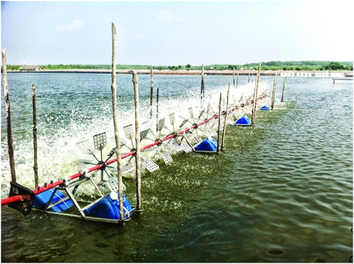 Ngành tôm chuyển mình toàn diện