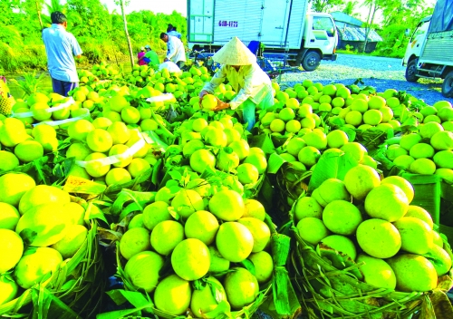 Nâng cao chất lượng để tạo cơ hội