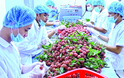 Chủ động đưa nông sản vào siêu thị ngoại