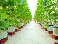 Hiện đại hóa ngành nông nghiệp: Đẩy nhanh ứng dụng IoT