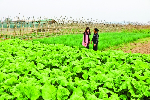 Thị trường rau an toàn: Phát triển nhiều hệ thống tiêu thụ