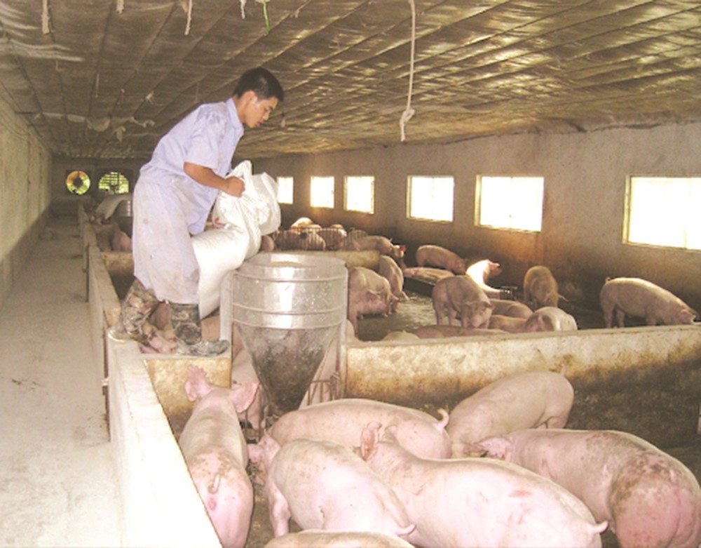 Quản lý tình trạng “thổi giá” thịt lợn