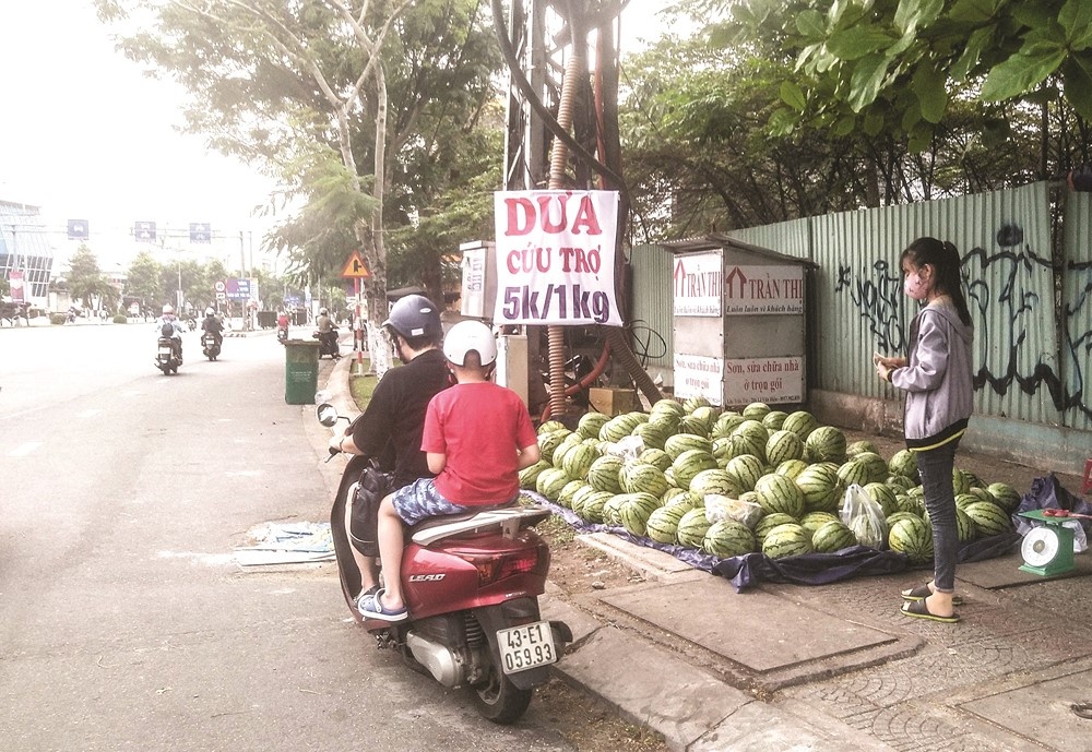 Bao giờ mới hết “giải cứu”... dưa hấu!