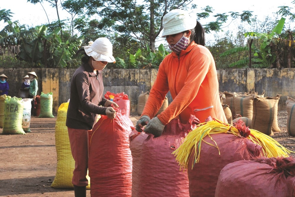 Kinh tế hợp tác xã nâng cao giá trị hàng hóa Kinh tế hợp tác xã nâng cao giá trị hàng hóa