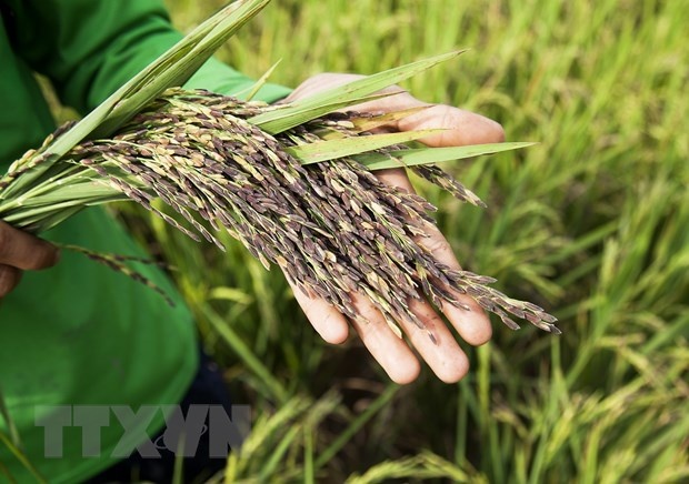 Doanh nghiệp xuất khẩu gạo kiến nghị phân bổ lại số lượng hạn ngạch Doanh nghiệp xuất khẩu gạo kiến nghị phân bổ lại số lượng hạn ngạch