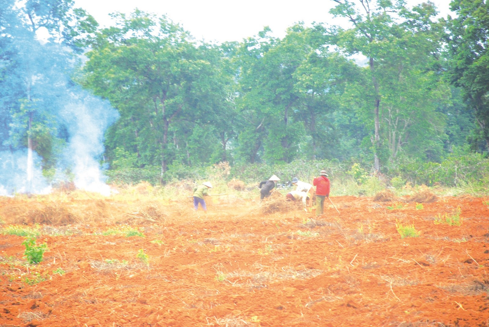 Doanh nghiệp lâm nghiệp rất cần hỗ trợ doanh nghiep lam nghiep rat can ho tro