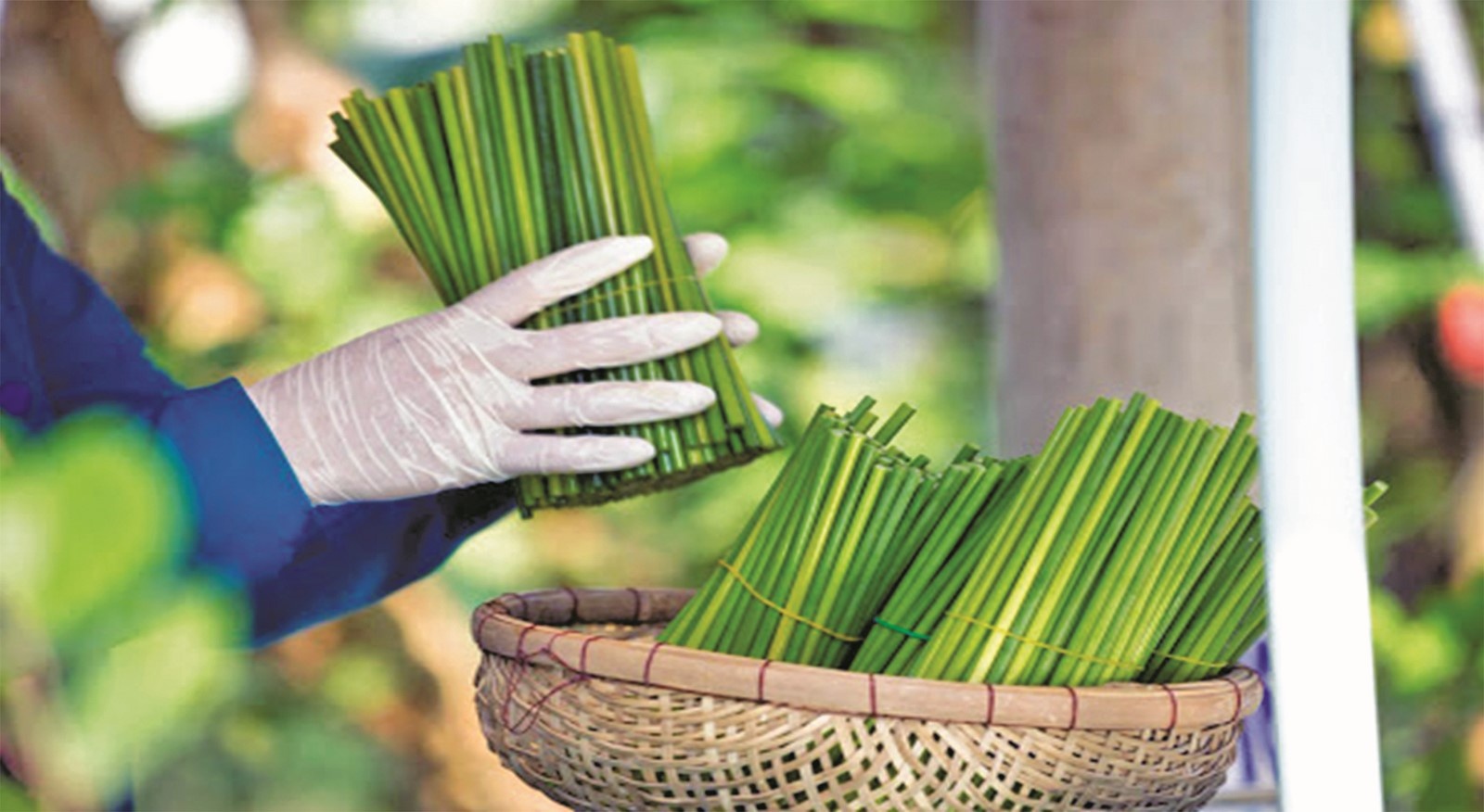 xu huong tieu dung xanh len ngoi