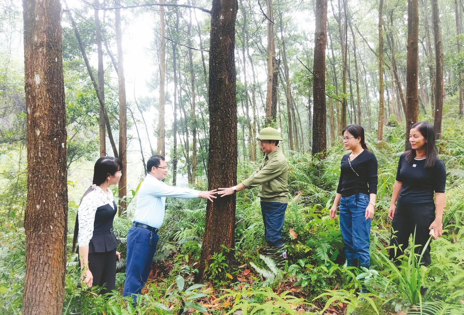 phat trien nguon nguyen lieu go rung