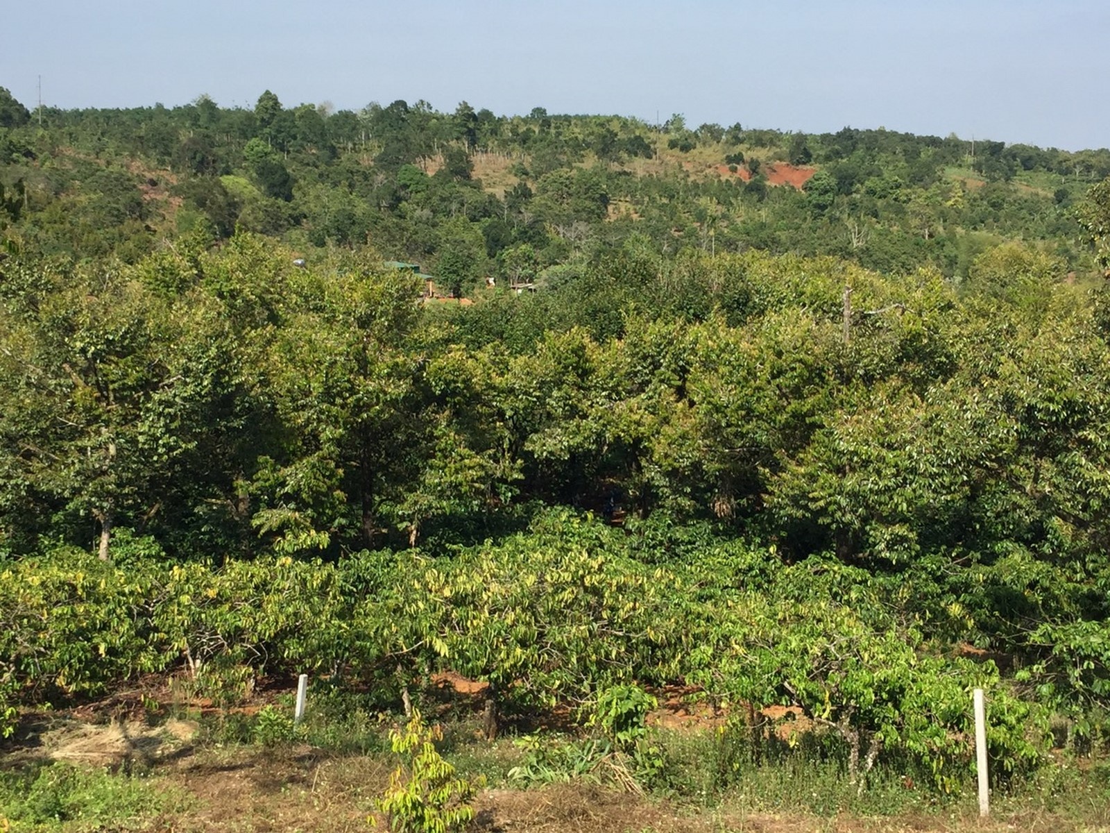 Sầu riêng liệu có thành… “sầu chung” sau rieng lieu co thanh sau chung