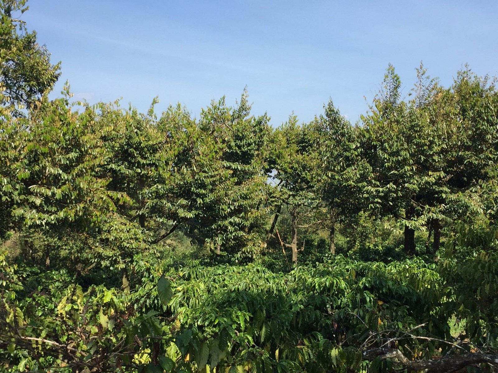 Sầu riêng liệu có thành… “sầu chung” sau rieng lieu co thanh sau chung