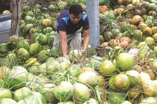 Nên cho vay theo chuỗi với ngành dừa