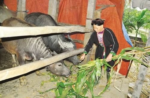 Về nơi nguồn cội