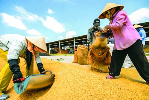 Xuất khẩu nông sản đối mặt thách thức