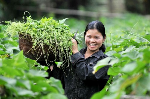 Xây dựng chuỗi cung ứng thực phẩm an toàn: Quá khó!