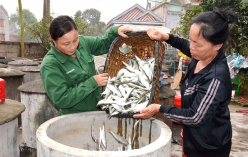 Vươn khơi bám biển từ đồng vốn chính sách