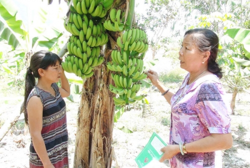 Người nghèo ở Khánh Hòa vay vốn ưu đãi làm giàu Người nghèo ở Khánh Hòa vay vốn ưu đãi làm giàu
