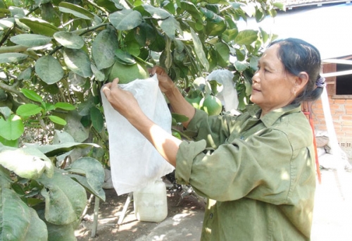 Người nghèo ở Khánh Hòa vay vốn ưu đãi làm giàu Người nghèo ở Khánh Hòa vay vốn ưu đãi làm giàu