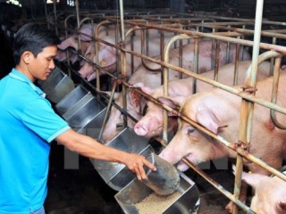 Gia hạn nợ cho khách hàng vay vốn đầu tư chăn nuôi lợn