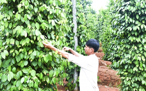 Vĩnh Linh giảm nghèo nhanh, bền vững