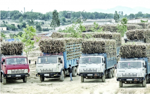 “Vị ngọt” của liên kết nông dân - doanh nghiệp