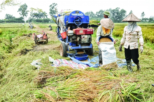 Xuất khẩu gạo chưa vội mừng Xuất khẩu gạo chưa vội mừng