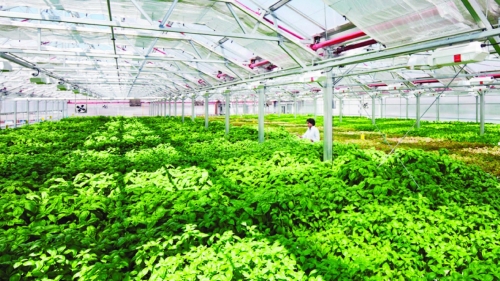 Đà Nẵng: Quy hoạch 2 vùng nông nghiệp công nghệ cao