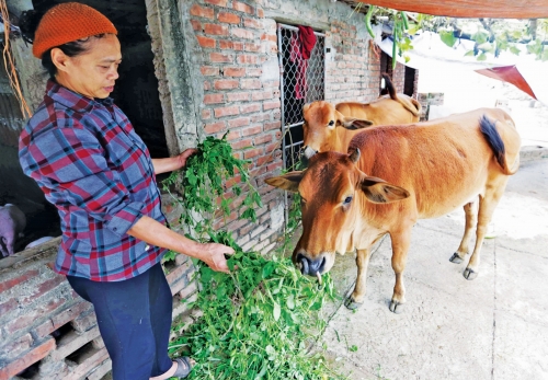 Tín dụng chính sách trên quê lúa Thái Bình