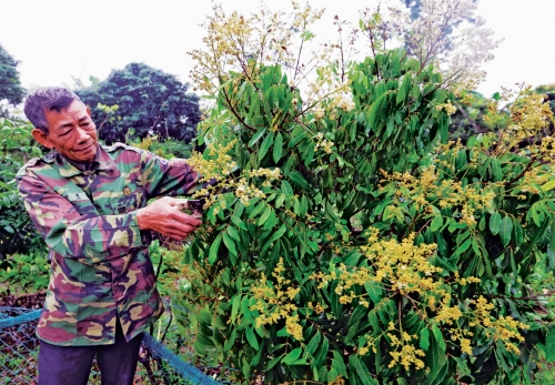 Tín dụng chính sách trên quê lúa Thái Bình