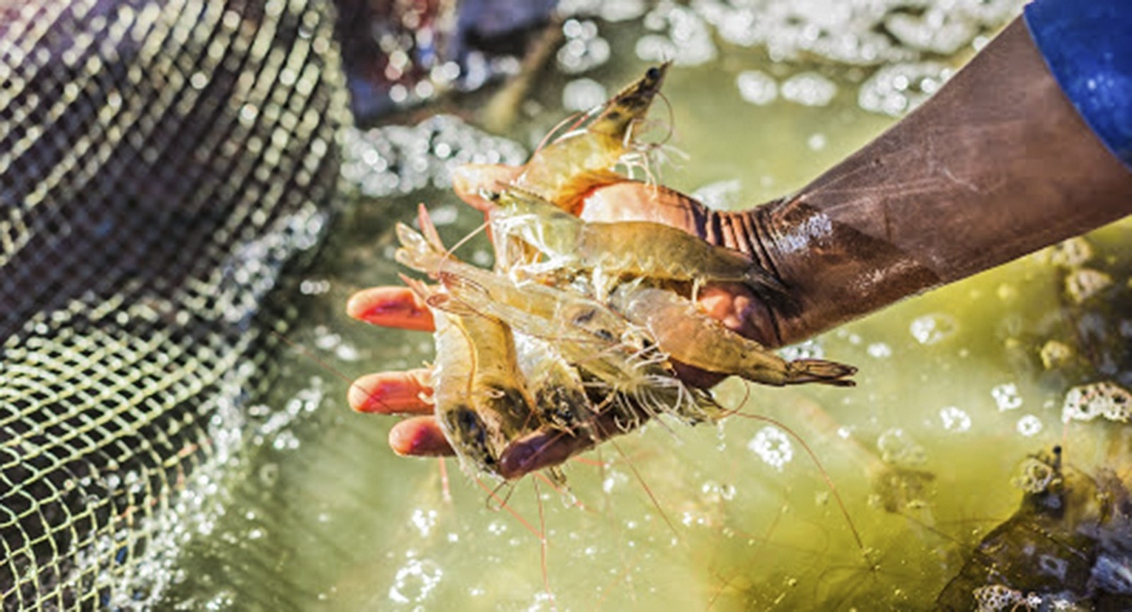 Ngành tôm khởi sắc