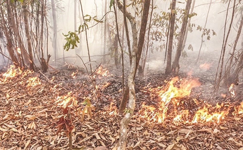can chu dong phong ngua chay rung