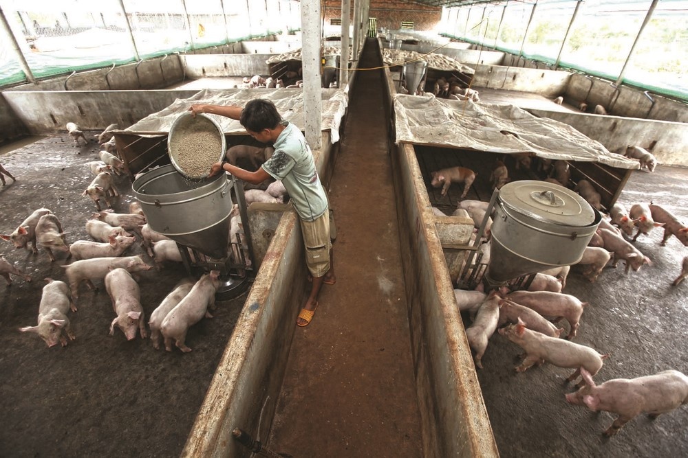 Tái đàn, nhưng tránh phát triển nóng