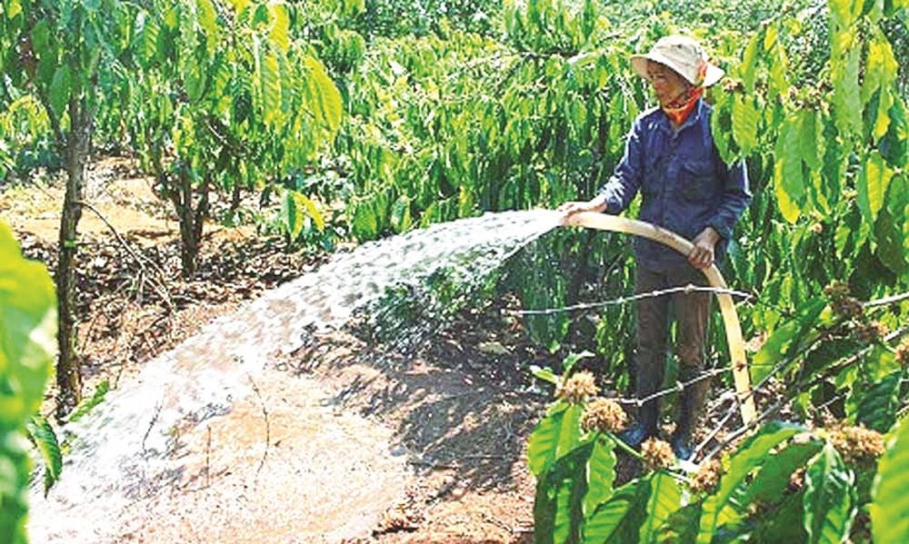 Nắng hạn gây thiệt hại nặng cho nông nghiệp