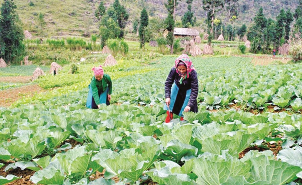 Vốn tín dụng chính sách tại Hà Giang: Gieo mầm no ấm trên cao nguyên đá