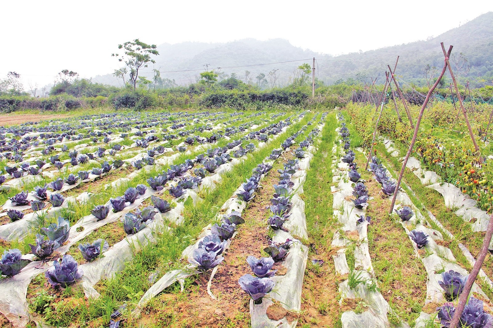 nong san rot gia giua mua dich