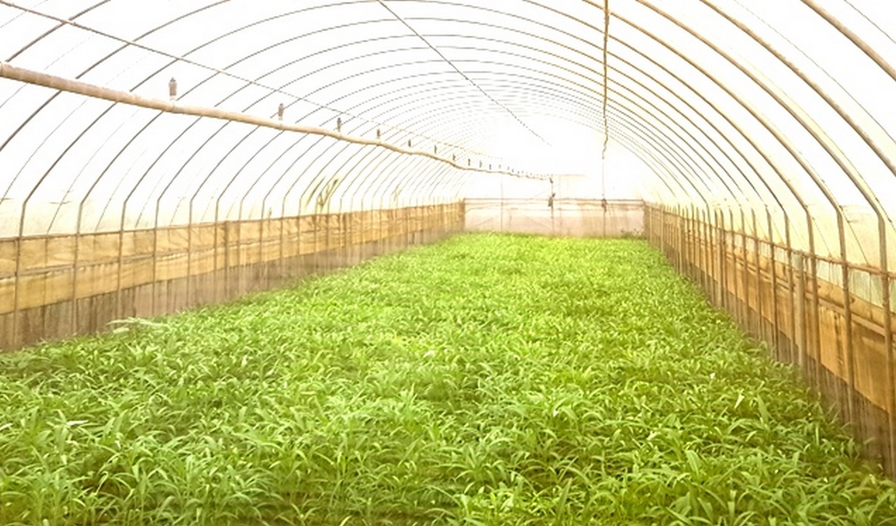 Hà Nội thúc đẩy nông nghiệp ứng dụng công nghệ cao ha noi thuc day nong nghiep ung dung cong nghe cao