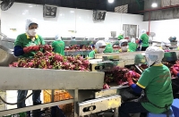 Xuất khẩu rau quả: Nỗ lực chinh phục thị trường khó tính