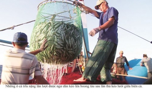 Vượt sóng bám biển