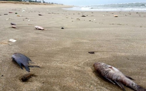 Tăng thời gian hỗ trợ ngư dân miền Trung bị thiệt hại do cá chết