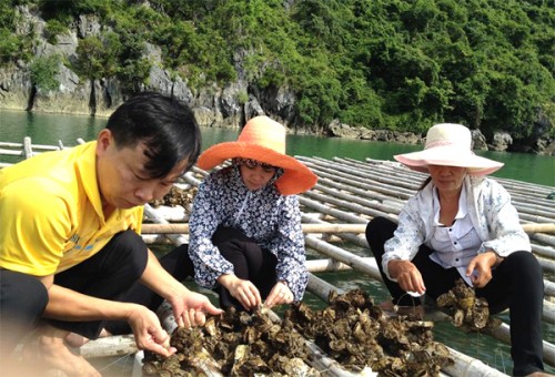 Tín dụng chính sách trên huyện đảo tiền tiêu