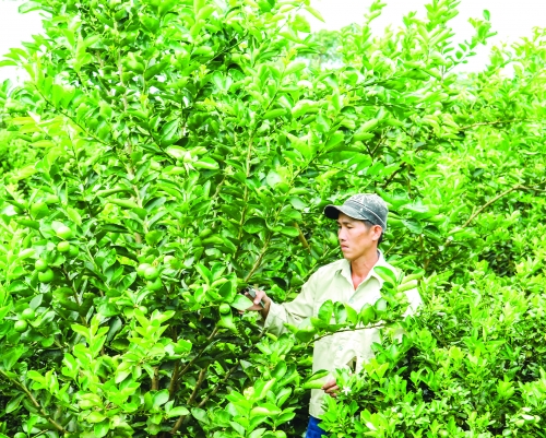 Xanh mướt những miệt vườn Tây Nam bộ