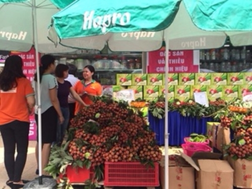 Hapro và Intimex mở nhiều điểm bán vải thiều Thanh Hà đạt chuẩn VietGAP