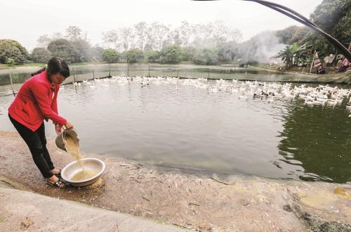 Hiệu quả lớn từ vốn vay ưu đãi nơi vùng chiêm trũng