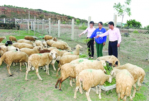 Khi Chỉ thị “bốn mươi” đến với huyện nghèo