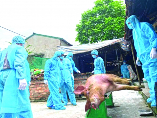 Tìm lối thoát hiểm cho dịch tả lợn châu Phi